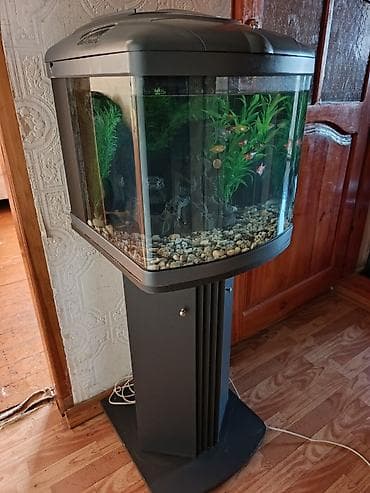nemo baliq: Salam zavod akvarium samp sistem her şeyi var soyutma sisteminə kimi — 4