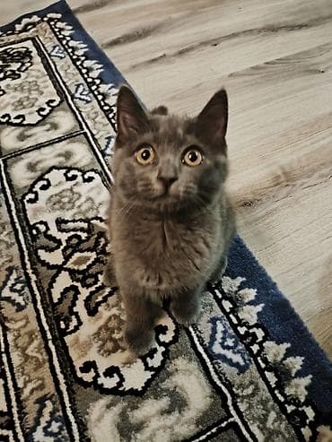 ucuz pisik: Şotland uzun tüklü, Dişi, Yaxşı əllərə — 8