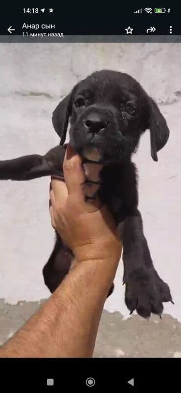 itler bala: Kane-Korso — 5