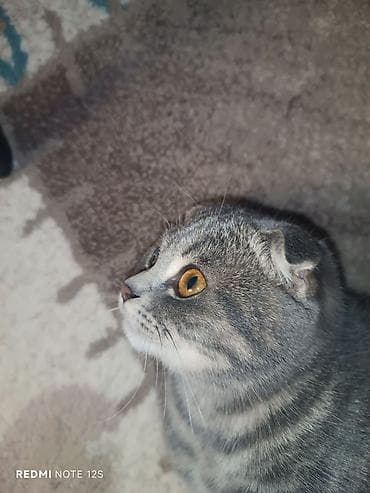 it balasi satisi: Şotland, Dişi, Ünvandan götürmə — 7