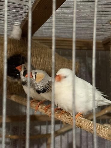 Gəmiricilər: Məhsul: Ev quşları – tutuquşu və zebr ispinozu (çeşidli rənglər) — 6