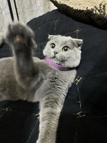 syam pişik: Şotland — 2