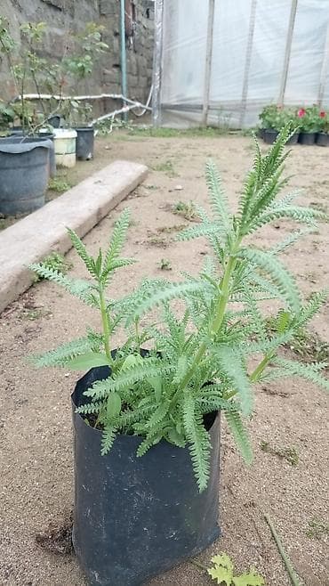 bitki satışı: LAVANDA ştillərdi. Hazır torfda istənilən yerə köçürülməyə tam hazır — 4