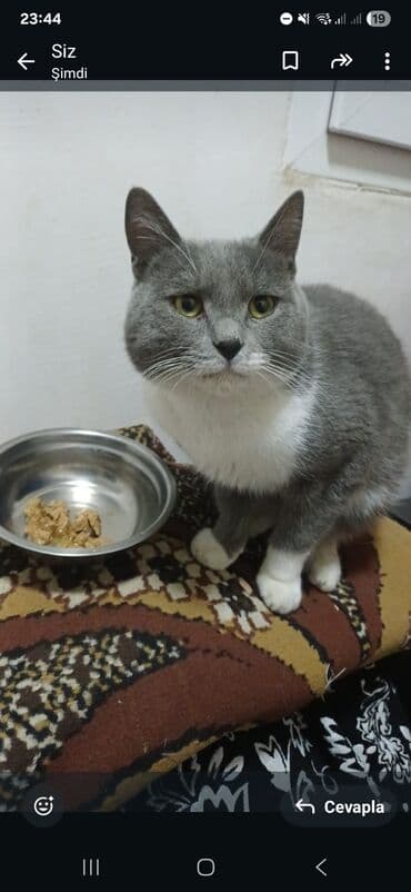 ağ toyuq: Yaxşı əllərə — 1