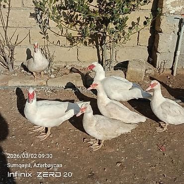 lal ordək balası: Qiymət fərqlidir bunu — 1