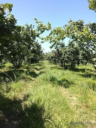qebelede torpaq: Kənd təsərrüfatı, Kupça (Çıxarış) — 5