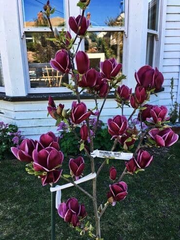 bonsai ağacı haqqında məlumat: Hər növ dekorativ ağac və güllərin satışı 🔵Sifarişlərini çatdırılması — 14