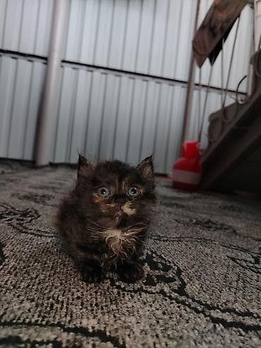 gəlincik heyvan: Şotland uzun tüklü, Erkək, Dişi, Pulsuz çatdırılma — 7