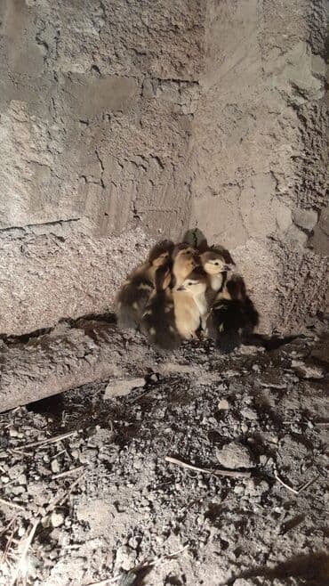 cücə satışı 2023: Məhsul: Krasnodar sortu ördək balaları - Yaş: 3 günlük - Sayı: 10 — 2