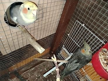 karella quş: Nimfa (cockatiel) cütü – qəfəs və yuvalıqla Mahni oxuyur. Ələ gelir — 1