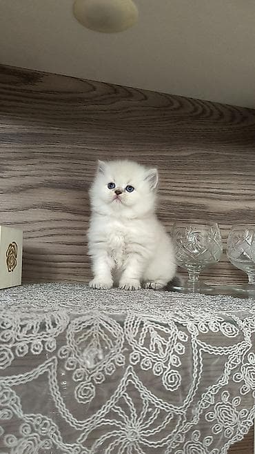 menks cinsli pişik: Tam sağlam uzuntüklü balalar saf Qandi. Ana ve ata şəkillərini ciddi — 7