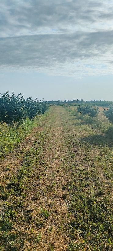 96 sot, Biznes üçün, Mülkiyyətçi, Kupça (Çıxarış)
