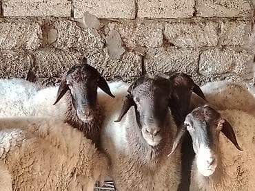 it bazari 2018: Əsil damazlıq qoclar satılır, qumral qoclardı heyvandan anlayıwı olan — 6