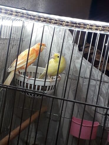 hazir belekler: Hazir 10ayliq maya bulbul saglam baximli qusdi bir ededde sari limon — 1