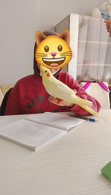 El quwu rucnoy Karella sultan papuqayi satiram əl quşudu, rucnoydu