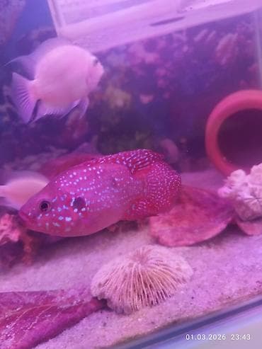 goyercin satışı: 1 cüt bala veren firuzeyi akara. 1 cüt Bala veren rio nanay. 2 cüt — 3