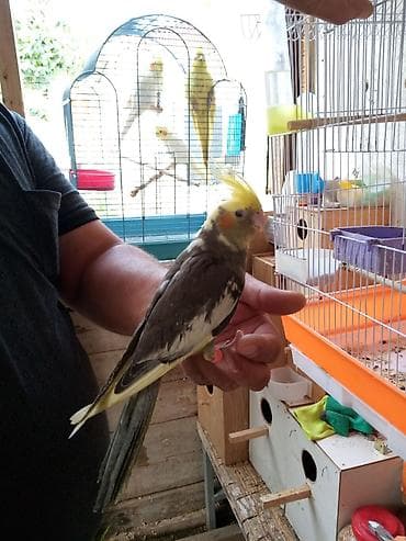 Korella əl qusu 3 ayliq əldə oynuyur Tam vitaminli qusdu dişidi Real