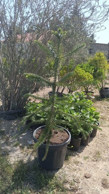 sarmaşıq qızılgul satışı: Dekarativ bitgilerin satisi — 1