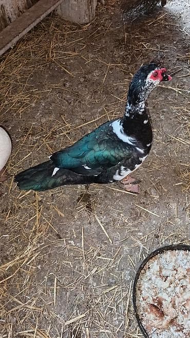 Xoruzlar: Cavan erkek lal ordek boyukdu sekilde kicik dusub 4 kq cekisi var 8 — 3