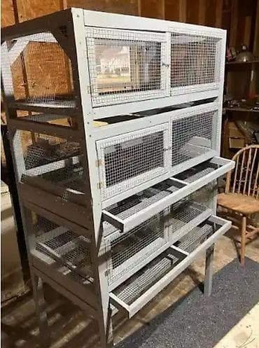 sultan quşu: Bildirçin saxlamaq istəyənlər üçün əla fürsət! Səliqəli və dözümlü — 6