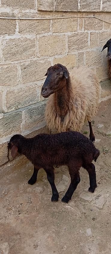 Gəmiricilər: Salam ünvan Bakıin maştağa kendi — 5
