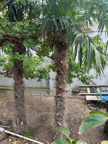 ağaç: Dekorativ palma ağacları - Növ: Fan palmaya bənzər, iri yelpik — 3