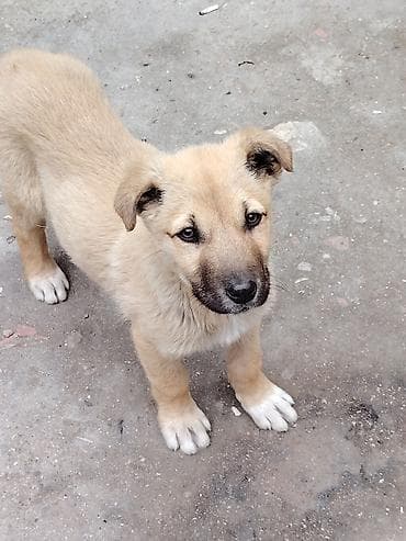 heyvan yemi: Balaca it balası – qum rəngində tüklü, qara burnu və ağ corablı — 4