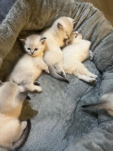 Britan, Pulsuz çatdırılma