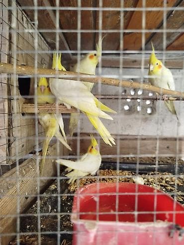 cennet qusu: 3 dənə baladı.Yeni yuvadan çıxıblar.Tam sağlam balalardı.Tam ələ — 3