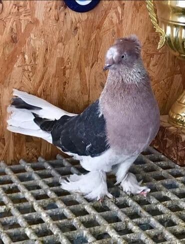 Bele takla kimde varsa menimle elaqe saxlasin almaq isteyirem