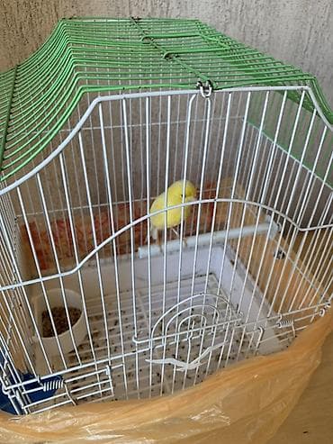 ayam cemani yumurta: Bulbul satilir disidi 3,4yumurta qoyur asagi yeri var — 1