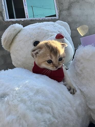 pişik geyimleri: Şotland, Yaxşı əllərə — 1