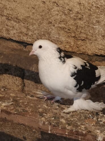 Tutuquşları: Iki maya bir erkek oynaq deyilər uçandılar — 8