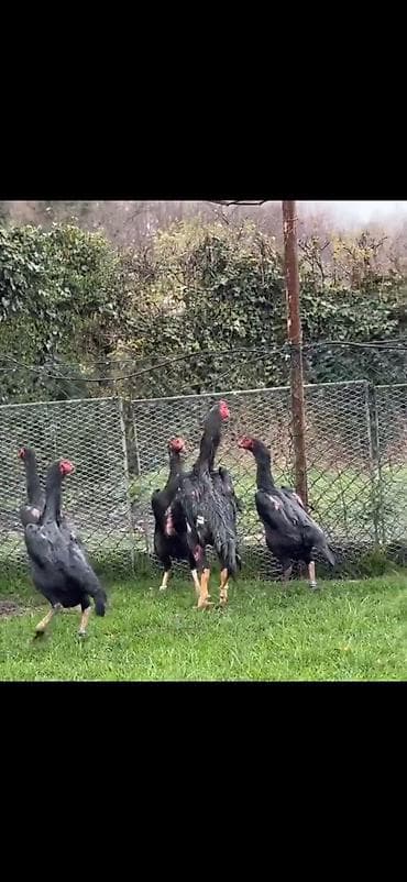 baliq akvarium satisi: Toyuq, Damazlıq — 2