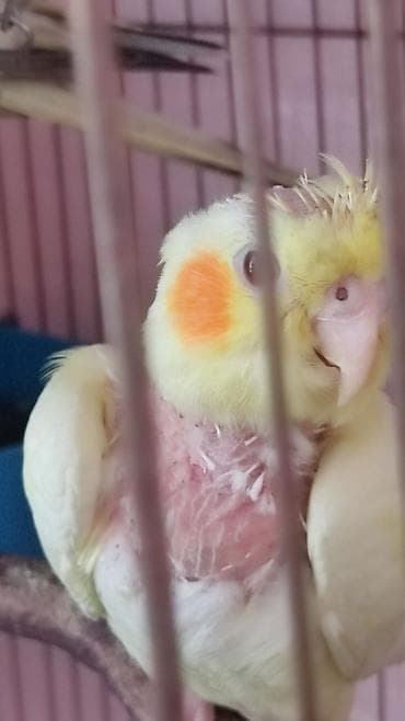 Sarı rəngli kokatiel tutuquşusu. Ağ rəngli lələkləri və