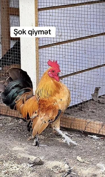 heyvan ve insan seksi: Xoruz, Yapon, il: 1, Ödənişli çatdırılma, Rayonlara çatdırılma — 2