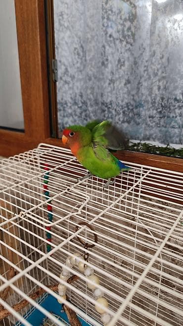 gence toyuq cuce: .elave olaraq qefes de verirem qefesde her sheyleri var yenlencek,su — 2