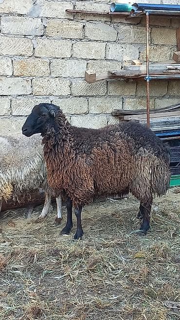 Erkək, il: 2, Damazlıq, Ünvandan götürmə