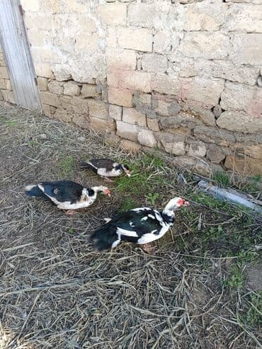 Akvariumlar: Erkek Lal ördək ünvan kürdəxani öz həyətimin heyvanidi — 2