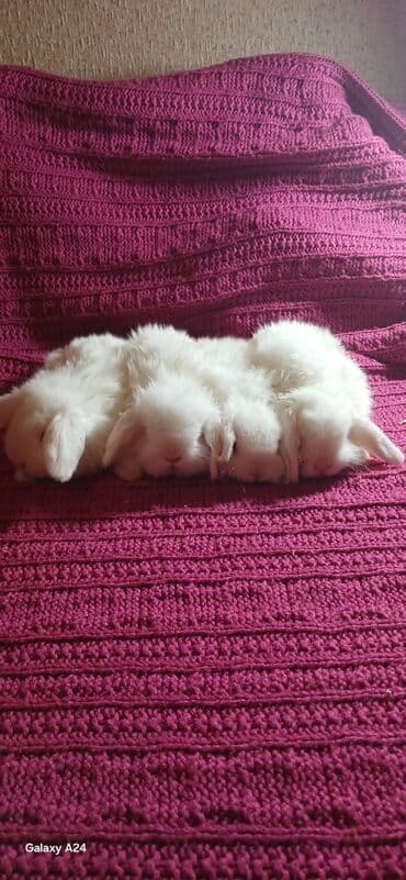 dovşanlar: Mini qulaqlı dovşan balaları - Növ: dekorativ mini/lop qulaqlı dovşan — 6