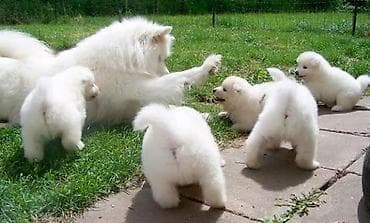 qar qız: Samoyed cinsi balaları satılır erkek dişi var qiymət sondur nəzərinizə — 5