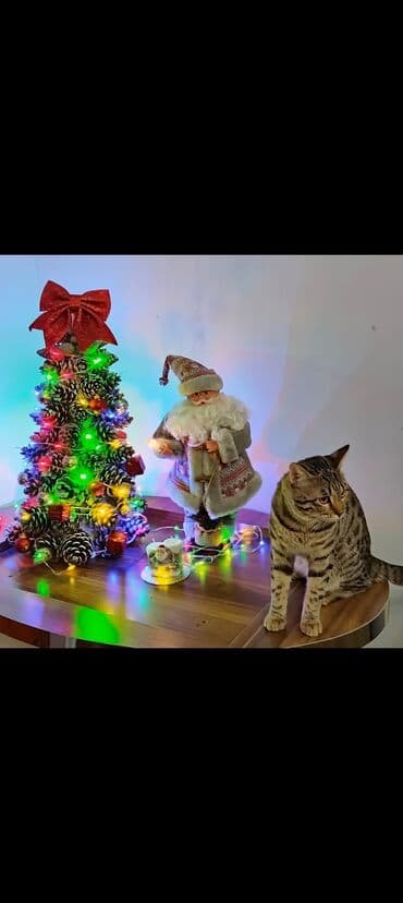 ev pisiyi satisi: Erkək, Yaxşı əllərə, Ünvandan götürmə — 1