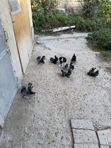 мейн кун купить в баку: Salam herkese Dekorativ goyercinler satilir 0504240736 Unvan seki — 4