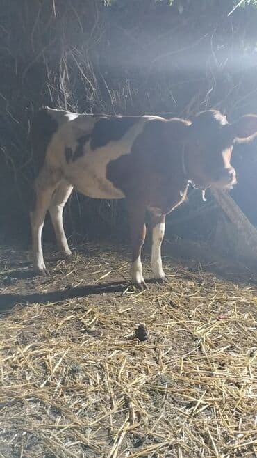 cins dana: Məhsul: İnək (iribuynuzlu heyvan) Xüsusiyyətlər: - Rəng: Ağ-krem — 8