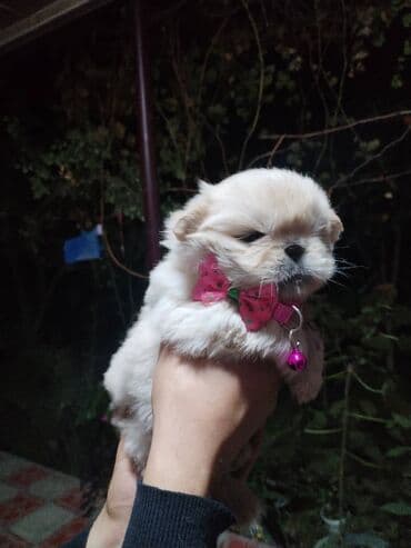 pişik balası: Pekines, Dişi — 2