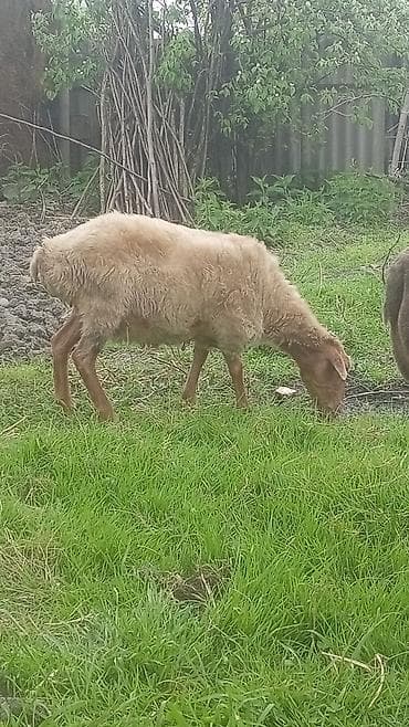 qoyunlar: Məhsul: Qoyunlar (2 baş) Təsvir: - Şəkillərdə göstərilən 2 baş yerli — 3