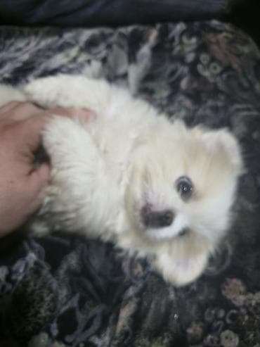 xaski satilir: Pekines, 2 ay, Dişi — 2