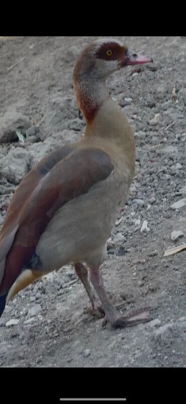 lavanda lal ordəklər: Misir qazı, həmçinin Nil qazı kimi tanınan bu quş, açıq qəhvəyi və boz — 5