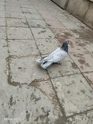 goyercin: Əbrəş qizğin erkəkdir 18 tük.Uzun hündür viddi quşdu.Vatsap+ — 2