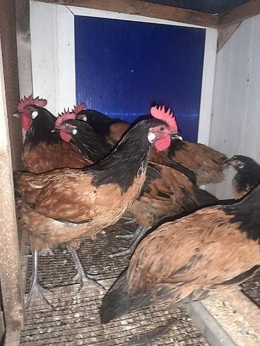 kend toyuqu: Temiz qan Forvek cinsili hryvanlar satiwa cixardilib.Alman — 4